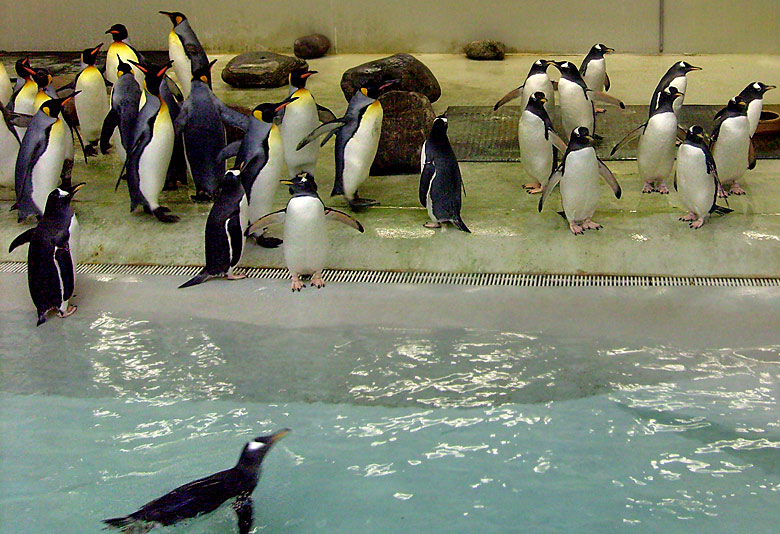 Eselspinguine in der Übergangsanlage im Zoologischen Garten Wuppertal im Februar 2009