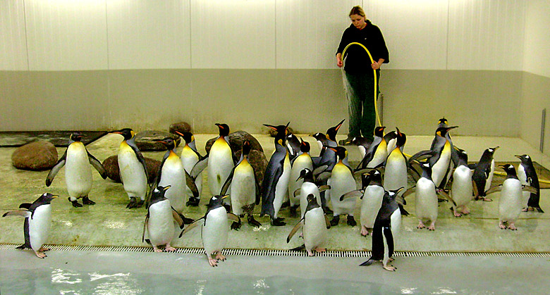 Eselspinguine in der Übergangsanlage im Zoo Wuppertal im Februar 2009