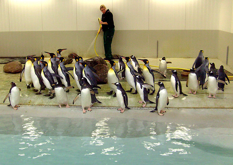 Eselspinguine in der Übergangsanlage im Zoologischen Garten Wuppertal im Februar 2009