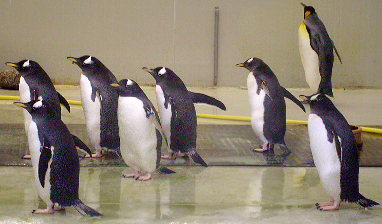 Eselspinguine in der Übergangsanlage im Zoo Wuppertal im Februar 2009