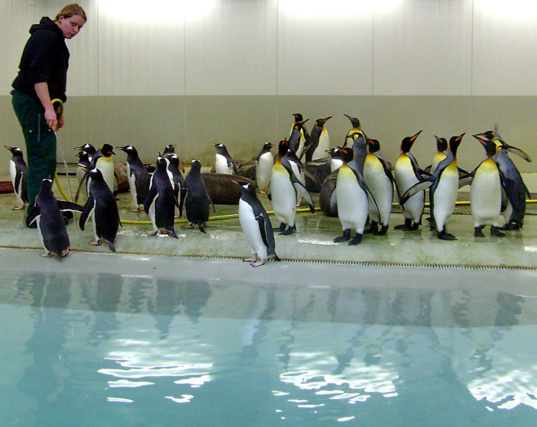 Eselspinguine in der Übergangsanlage im Zoologischen Garten Wuppertal im Februar 2009