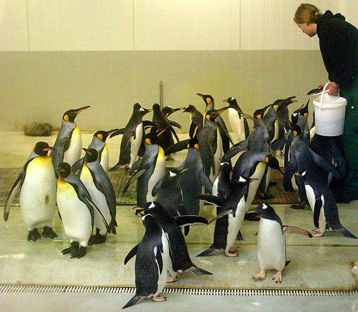 Fütterung der Eselspinguine in der Übergangsanlage im Zoo Wuppertal im Februar 2009