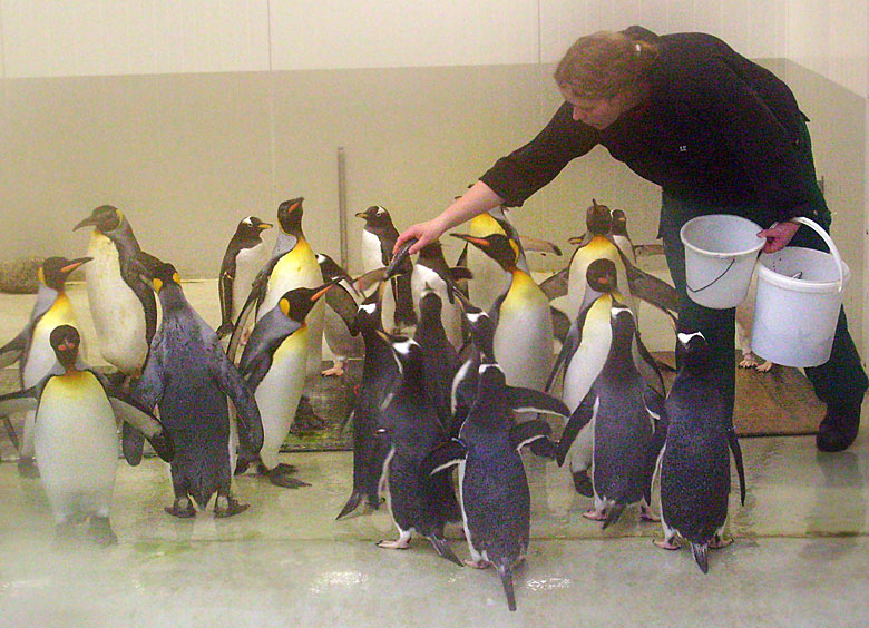 Fütterung der Eselspinguine in der Übergangsanlage im Zoologischen Garten Wuppertal im Februar 2009