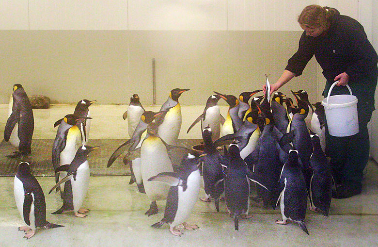 Fütterung der Eselspinguine in der Übergangsanlage im Wuppertaler Zoo im Februar 2009