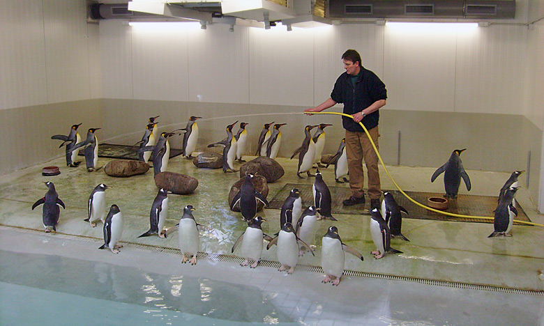 Eselspinguine und Königspinguine in der Übergangsanlage im Zoologischen Garten Wuppertal im Februar 2009