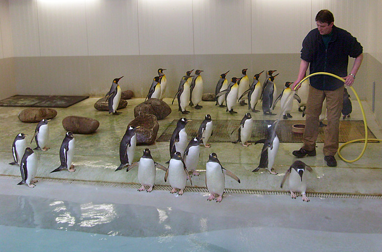 Eselspinguine und Königspinguine in der Übergangsanlage im Wuppertaler Zoo im Februar 2009