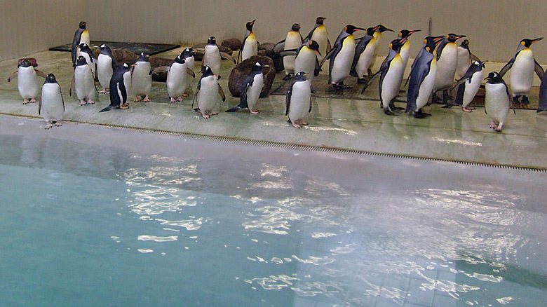 Eselspinguine und Königspinguine in der Übergangsanlage im Zoo Wuppertal im Februar 2009