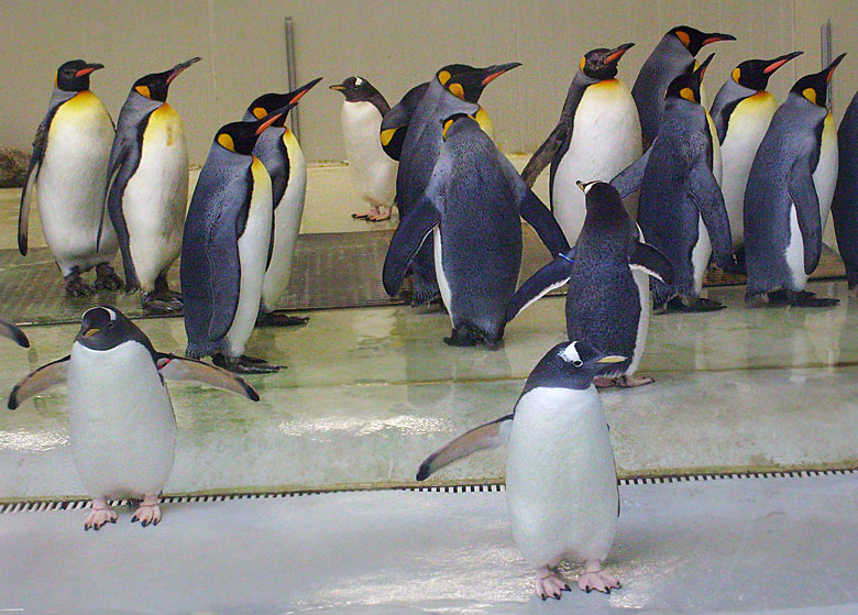 Eselspinguine und Königspinguine in der Übergangsanlage im Wuppertaler Zoo im Februar 2009