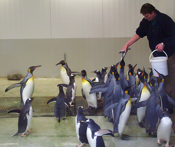 Fütterung der Königspinguine und der Eselspinguine in der Übergangsanlage im Wuppertaler Zoo im Februar 2009