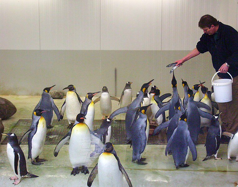 Fütterung der Königspinguine und der Eselspinguine in der Übergangsanlage im Zoologischen Garten Wuppertal im Februar 2009