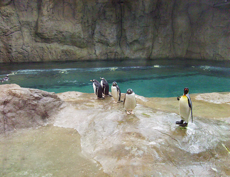 Eselspinguine im Wuppertaler Zoo im März 2009