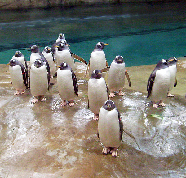 Eselspinguine im Wuppertaler Zoo im März 2009