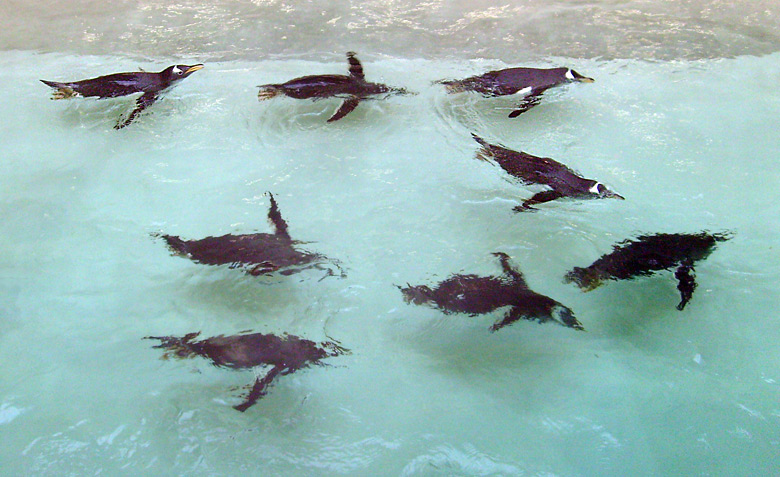 Eselspinguine im Zoo Wuppertal im März 2009