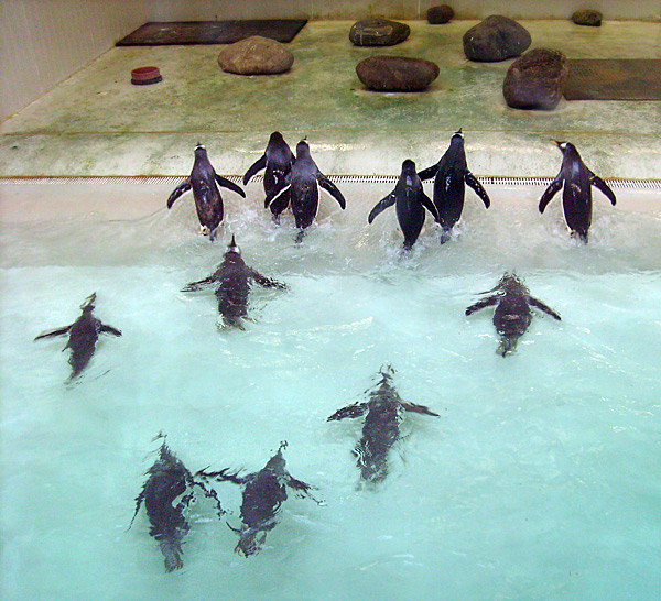 Eselspinguine im Wuppertaler Zoo im März 2009