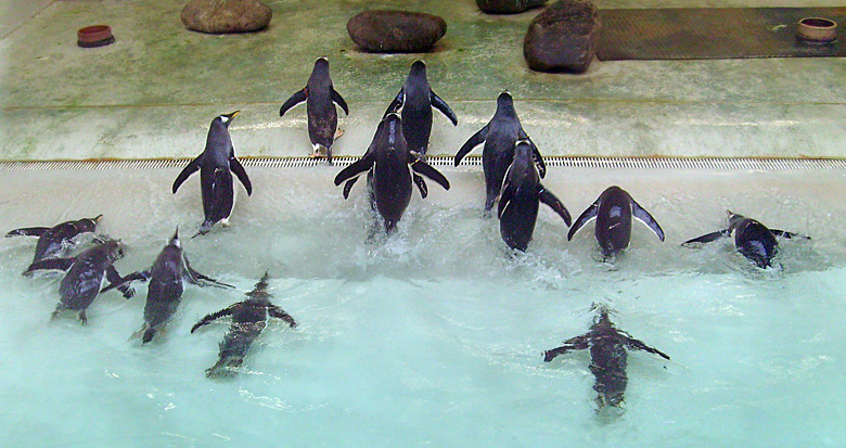 Eselspinguine im Zoologischen Garten Wuppertal im März 2009