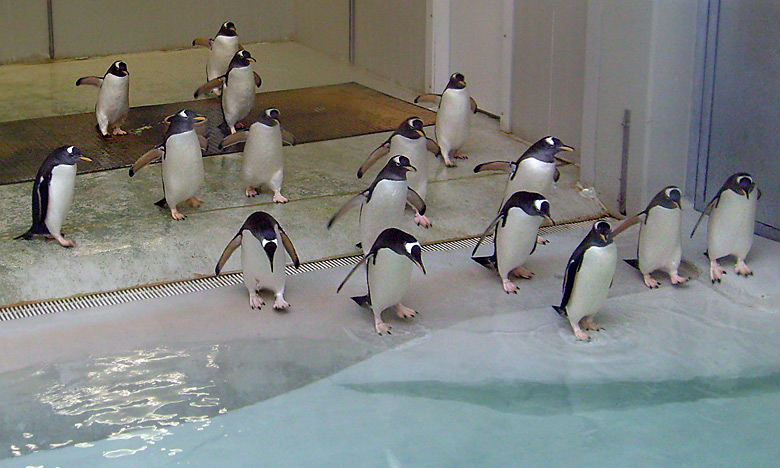 Eselspinguine im Zoologischen Garten Wuppertal im März 2009