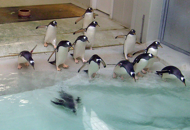 Eselspinguine im Wuppertaler Zoo im März 2009