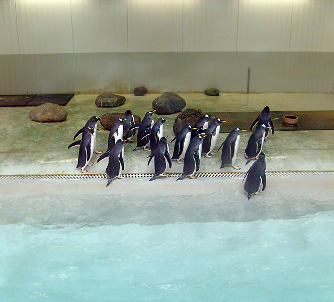 Eselspinguine im Wuppertaler Zoo im März 2009