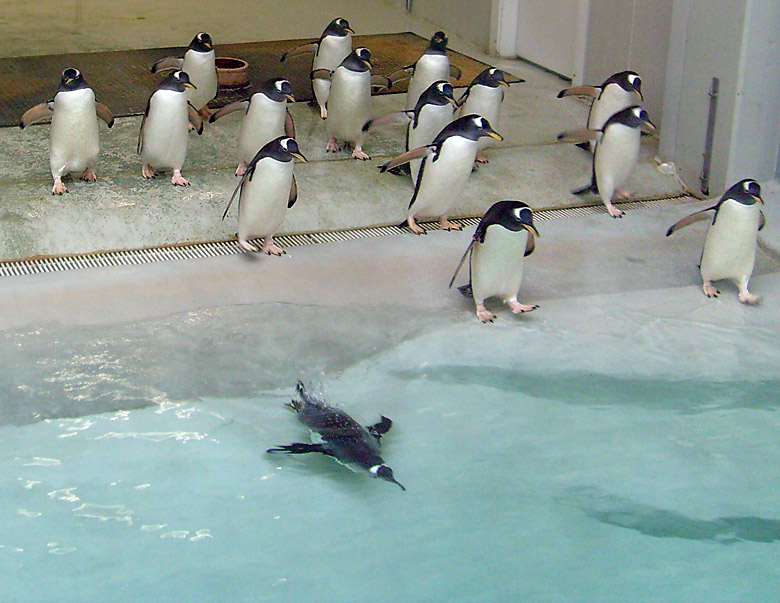 Eselspinguine im Zoo Wuppertal im März 2009