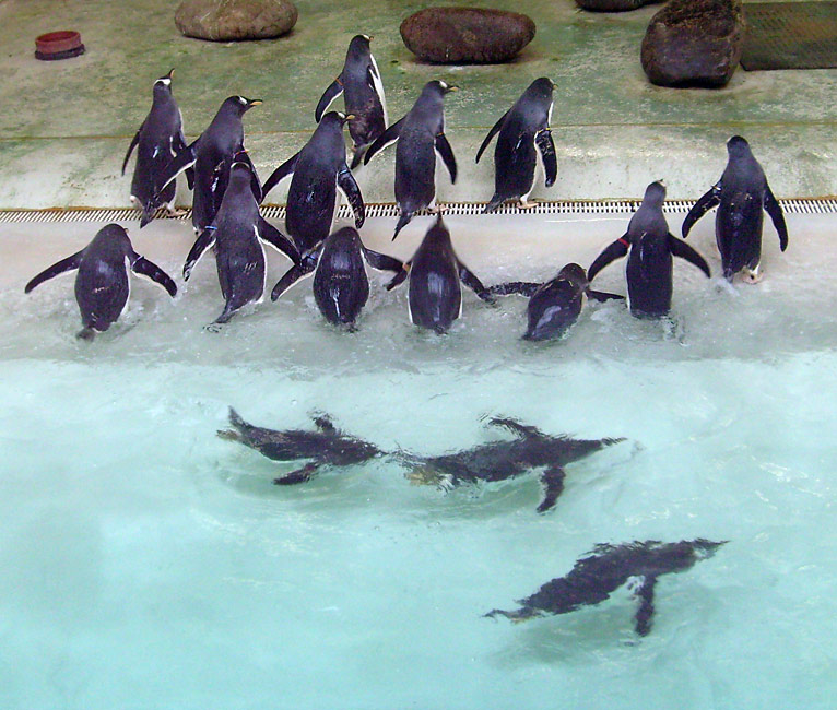 Eselspinguine im Zoologischen Garten Wuppertal im März 2009