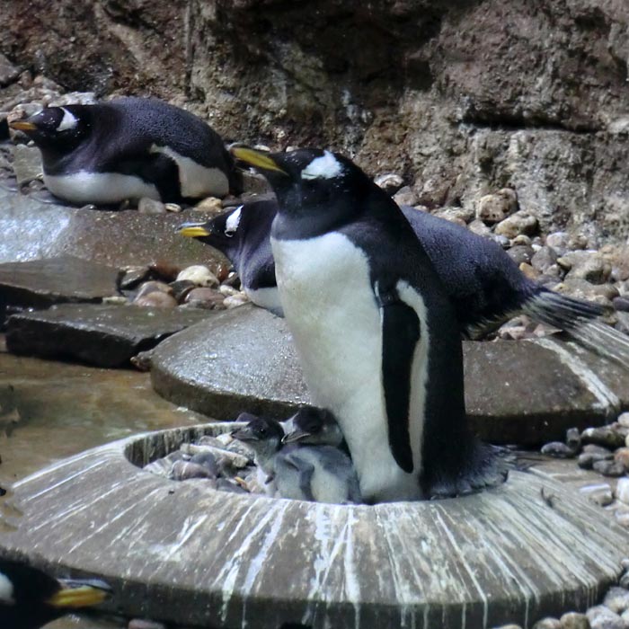 Eselspinguine im Wuppertaler Zoo im August 2014 (Foto Peter Emmert)