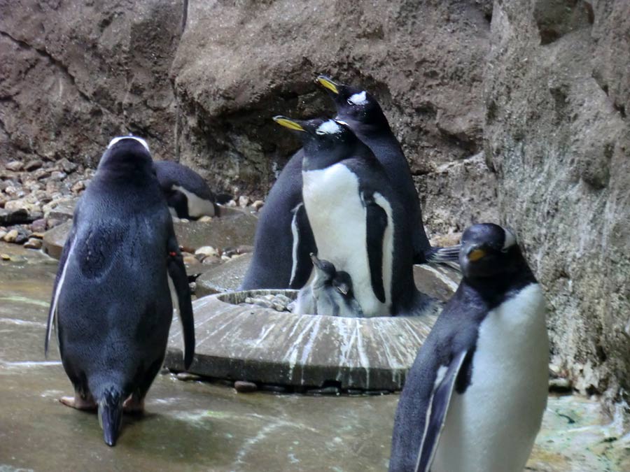 Eselspinguine im Zoologischen Garten Wuppertal im August 2014