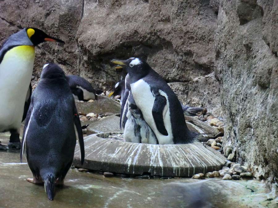 Eselspinguine im Wuppertaler Zoo im August 2014