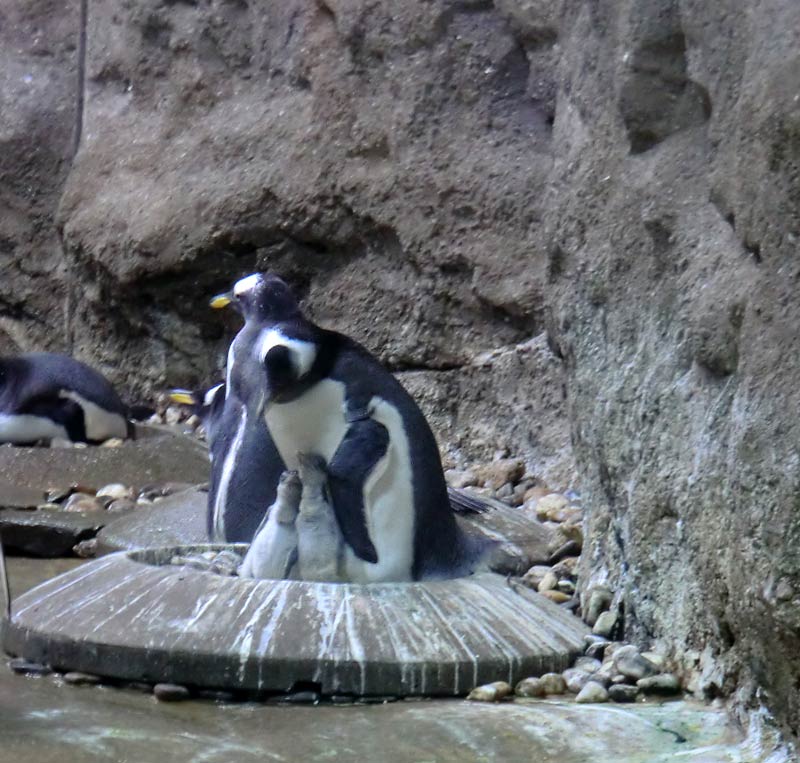 Eselspinguine im Zoo Wuppertal im August 2014