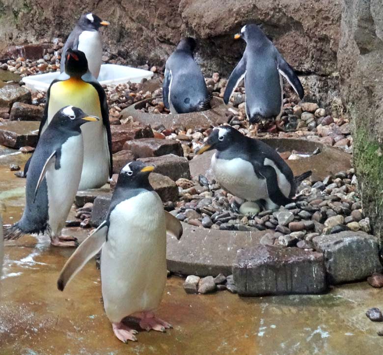 Brütender Eselspinguin mit Ei am 24. Juli 2016 in der Königspinguinanlage im Zoologischen Garten der Stadt Wuppertal