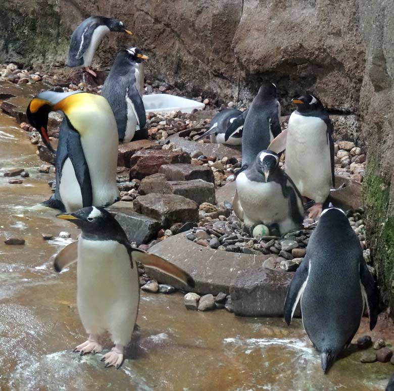 Brütender Eselspinguin mit Ei am 24. Juli 2016 in der Königspinguinanlage im Wuppertaler Zoo. Der Jungvogel liegt (kaum zu erkennen) hinter dem Ei