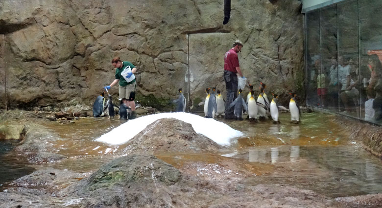 Kommentierte Fütterung der Königspinguine und der Eselspinguine am 24. Juli 2016 in der Königspinguinanlage im Grünen Zoo Wuppertal