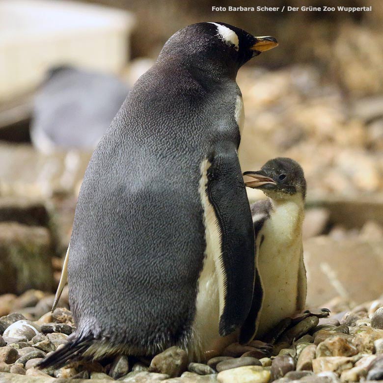 Eselspinguin mit Jungtier am 8. August 2016 im Grünen Zoo Wuppertal (Foto Barbara Scheer - Der Grüne Zoo Wuppertal)