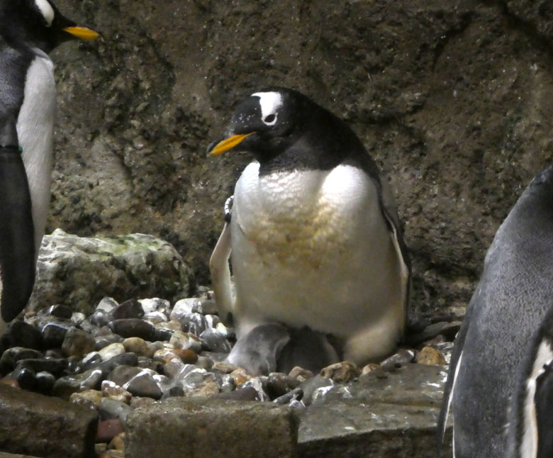 Zwei erkennbare Eselspinguinküken am 15. Juli 2017 im Grünen Zoo Wuppertal