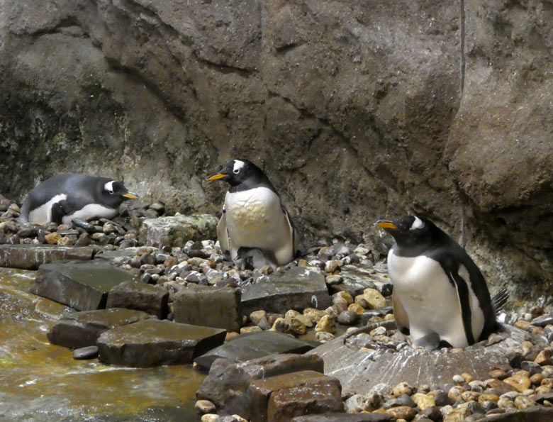 Eselspinguine am 15. Juli 2017 auf drei Nestern in der Königspinguinanlage im Wuppertaler Zoo