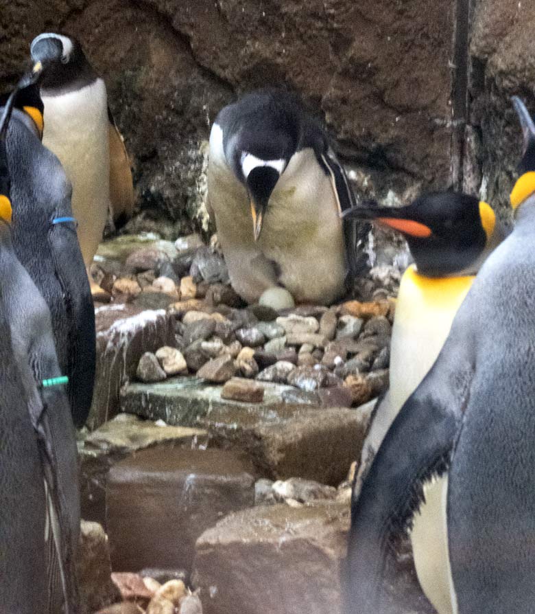 Eselspinguin mit Ei am 20. Juli 2018 im Pinguinhaus im Grünen Zoo Wuppertal