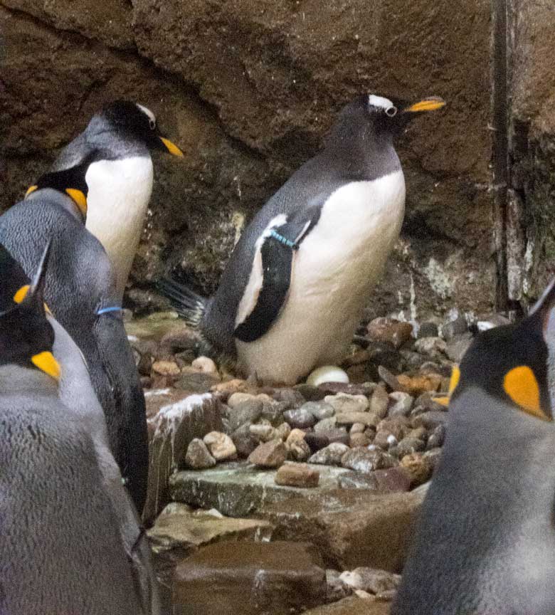 Eselspinguin mit Ei am 20. Juli 2018 im Pinguinhaus im Wuppertaler Zoo