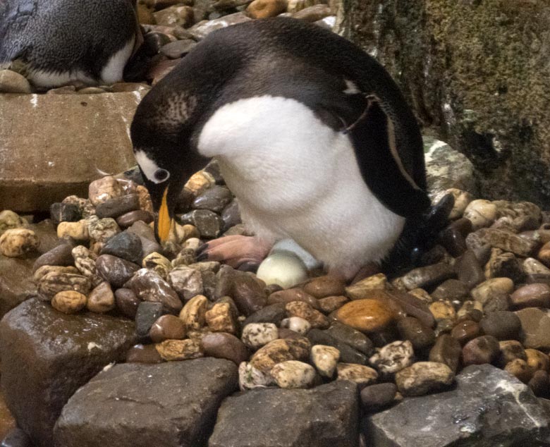 Eselspinguin auf zwei Eiern am 22. Juli 2018 im Pinguin-Haus im Grünen Zoo Wuppertal