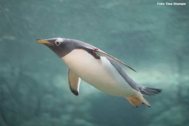 Eselspinguin unter Wasser am 8. Dezember 2018 im Acrylglastunnel im Pinguin-Haus im Grünen Zoo Wuppertal (Foto Tina Stumpe)