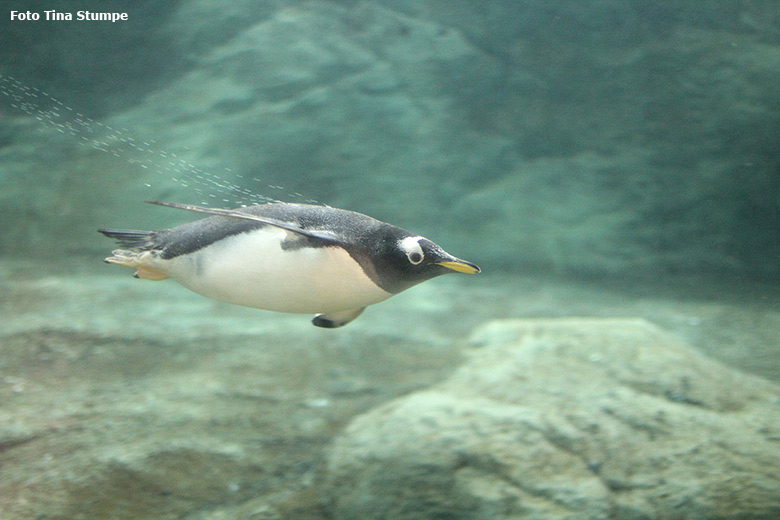 Eselspinguin unter Wasser am 8. Dezember 2018 im Acrylglastunnel im Pinguin-Haus im Wuppertaler Zoo (Foto Tina Stumpe)