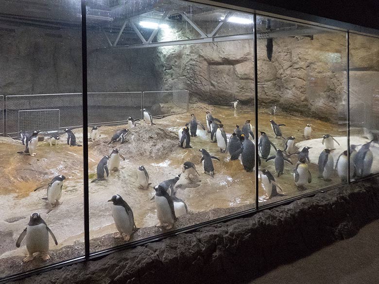 Pinguin-Haus ohne Wasser am 15. Dezember 2018 im Grünen Zoo Wuppertal