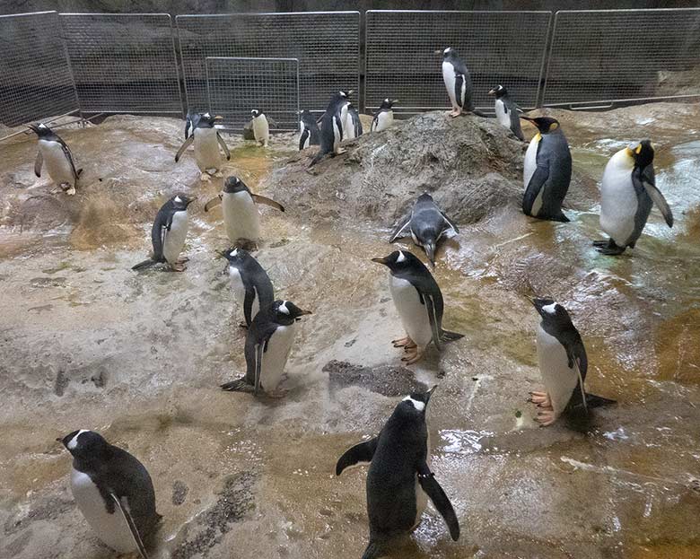 Pinguin-Haus ohne Wasser am 15. Dezember 2018 im Grünen Zoo Wuppertal