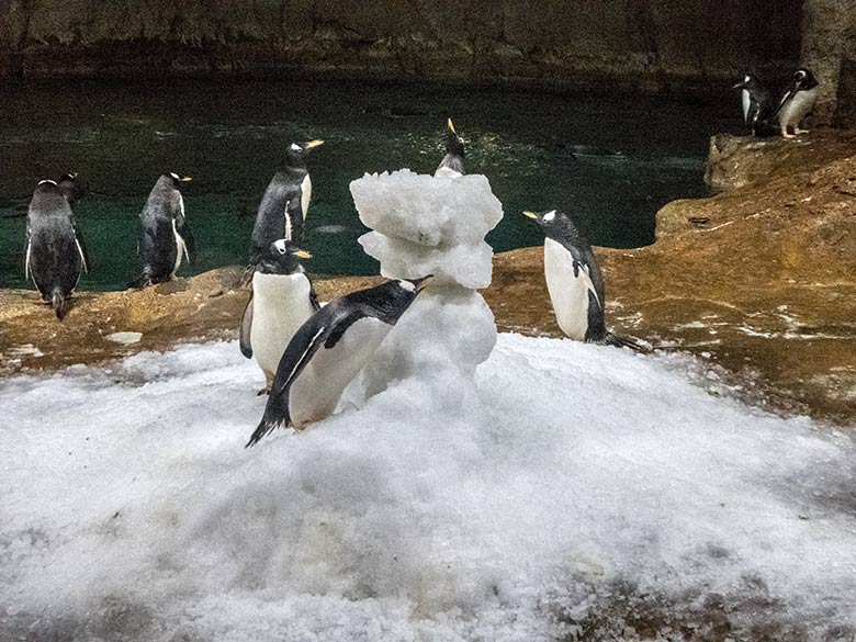 Eselspinguine mit Schnee-Weihnachtsbaum am 24. Dezember 2019 im Pinguin-Haus im Wuppertaler Zoo