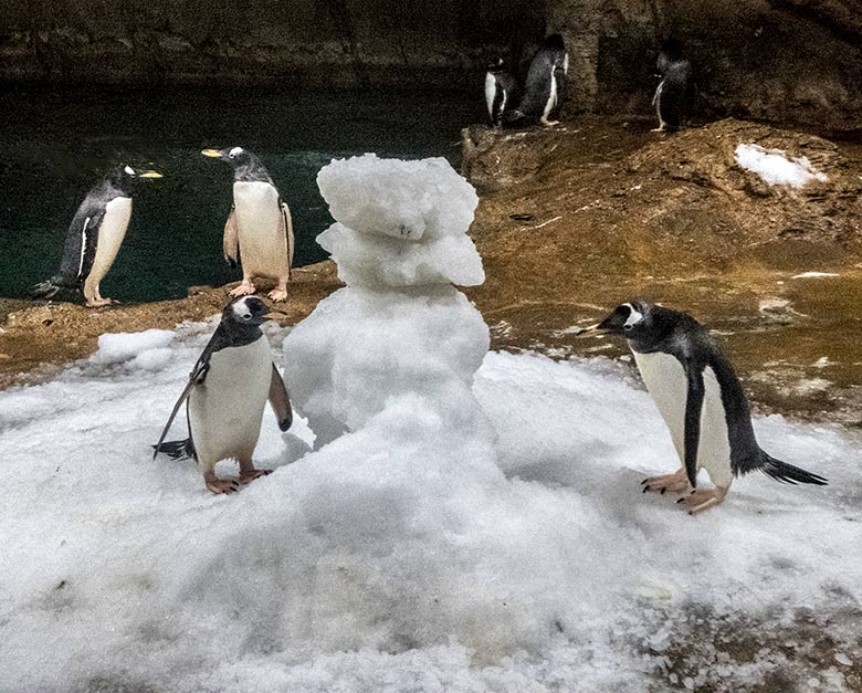 Eselspinguine mit Schnee-Weihnachtsbaum am 24. Dezember 2019 im Pinguin-Haus im Grünen Zoo Wuppertal