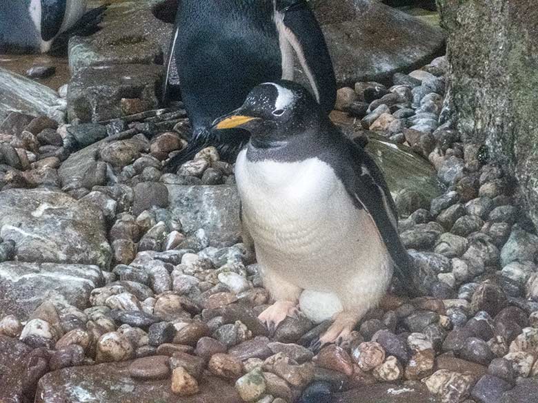 Eselspinguin mit einem Ei zwischen den Beinen am 14. Juli 2020 im Pinguin-Haus im Grünen Zoo Wuppertal