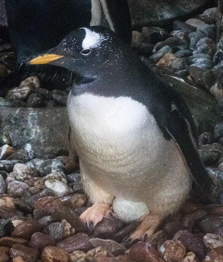 Eselspinguin mit einem Ei zwischen den Beinen am 14. Juli 2020 im Pinguin-Haus im Wuppertaler Zoo