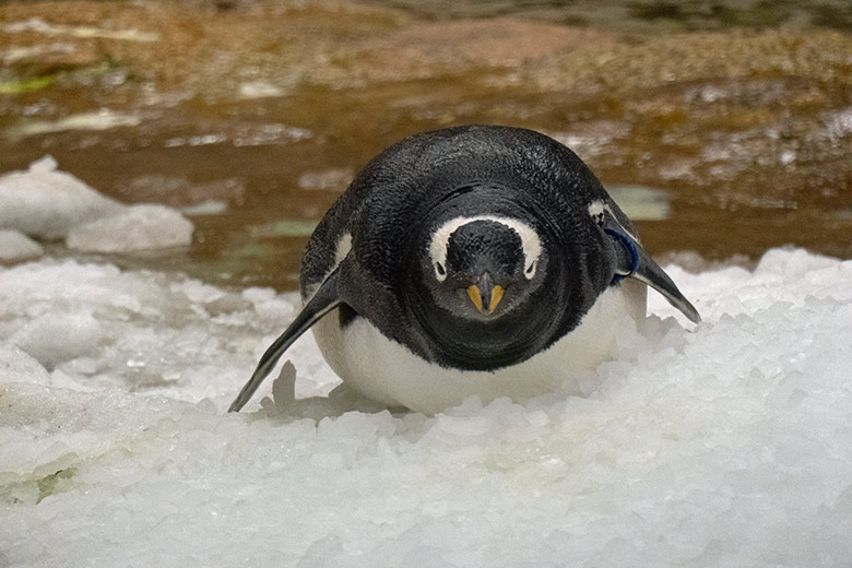 Eselspinguin am 26. Oktober 2020 auf dem künstlich erzeugten Eis aus der Eismaschine im Pinguin-Haus im Grünen Zoo Wuppertal