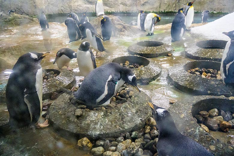 Eselspinguin mit schlüpfendem Eselspinguin-Küken im Nest am 6. Juli 2021 im Pinguin-Haus im Zoo Wuppertal