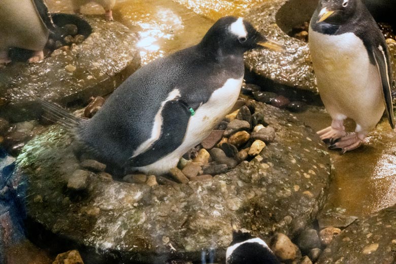 Eselspinguin über einem aus dem Ei schlüpfenden Eselspinguin-Küken im Nest am 6. Juli 2021 im Pinguin-Haus im Wuppertaler Zoo