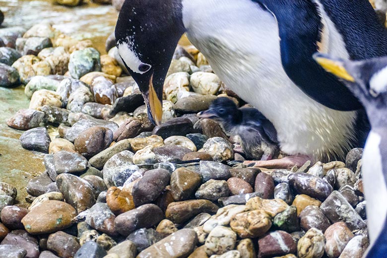 Eselspinguin mit einem drei Tage jungen Küken am 21. Juli 2021 im Pinguin-Haus im Zoologischen Garten Wuppertal