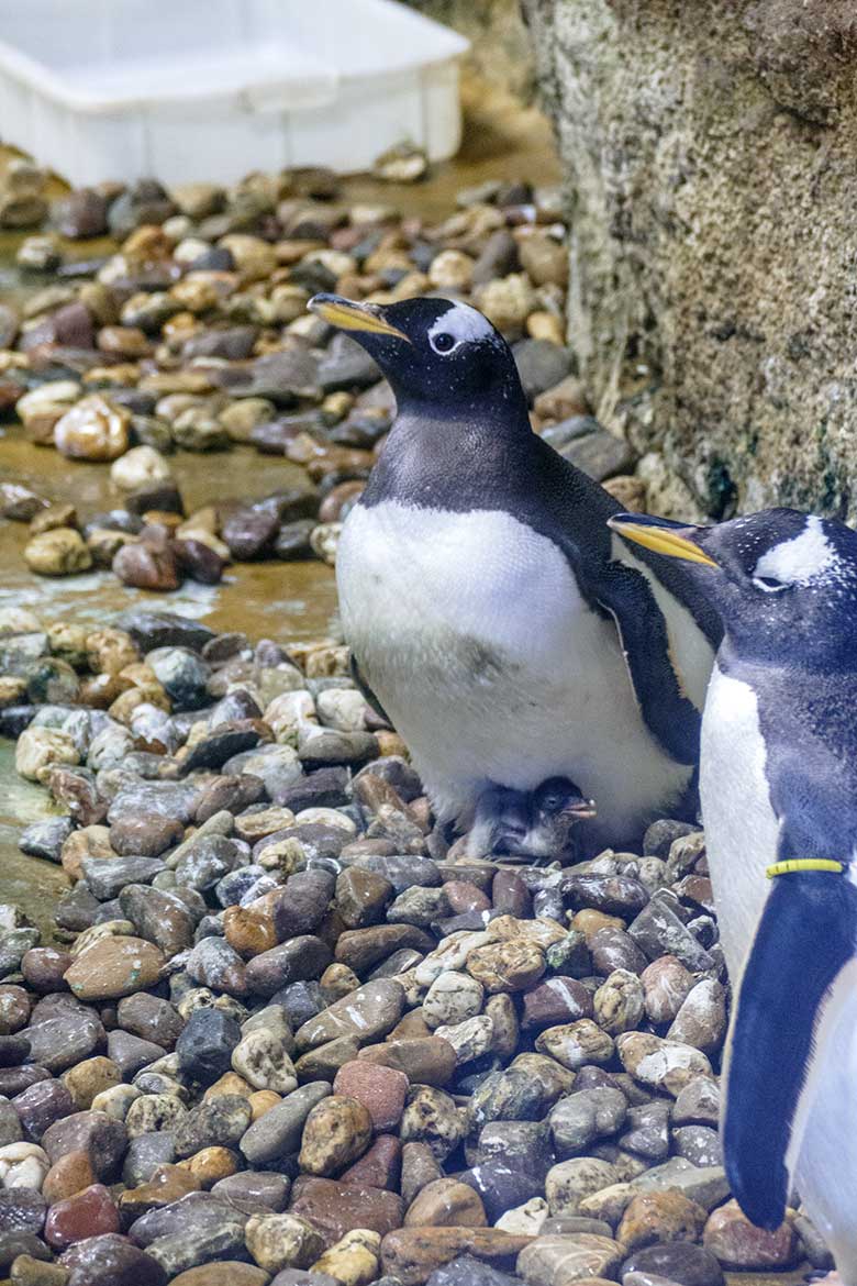 Eselspinguine mit einem drei Tage jungen Küken am 21. Juli 2021 im Pinguin-Haus im Zoo Wuppertal